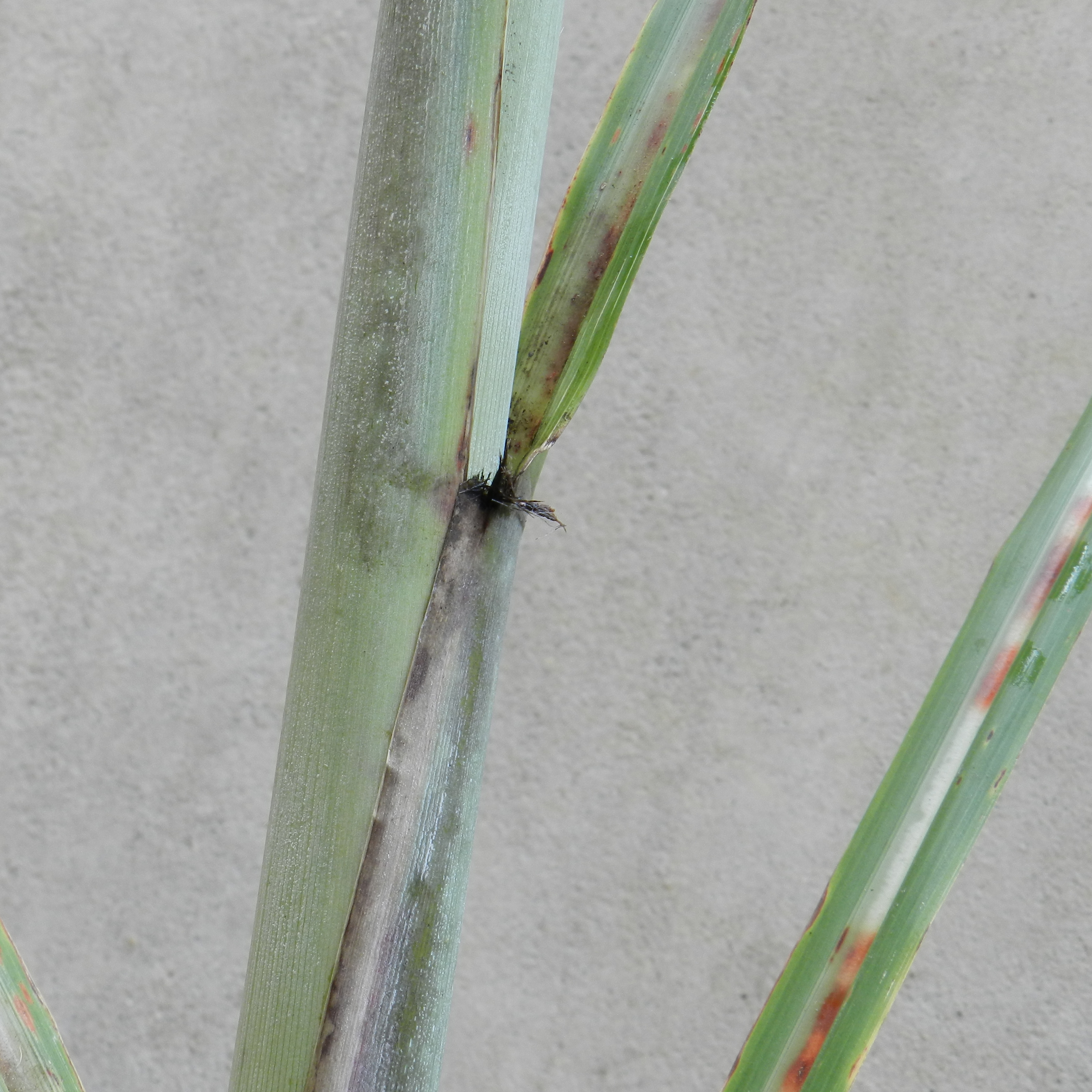 Leaf sheath – Smooth (no pubescence).
